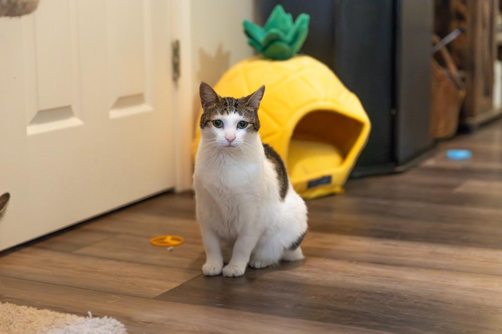 Mittens, Adoptable, Adult Female Domestic Short Hair.