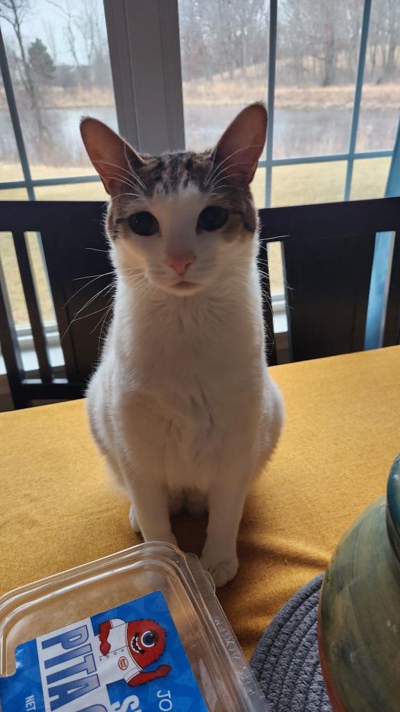 Mittens, Adoptable, Young Female Domestic Short Hair.