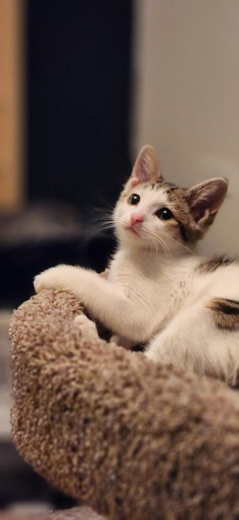 Enlarge Mittens, a Adoptable mixed breed in Libertyville, IL image 3/6