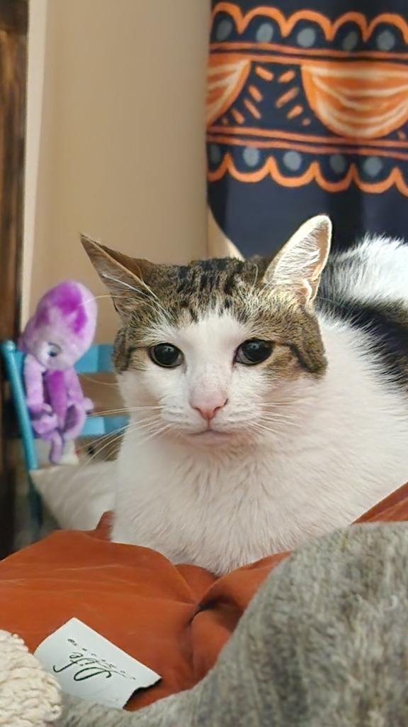 Enlarge Mittens, a Adoptable mixed breed in Libertyville, IL image 5/6
