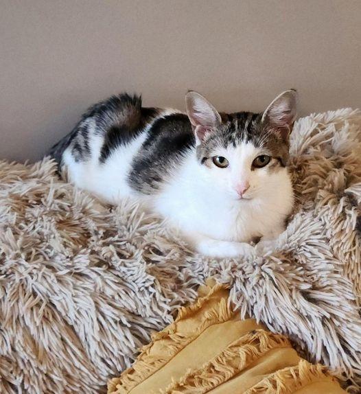 Mittens, a Adoptable mixed breed in Libertyville, IL image 6/6