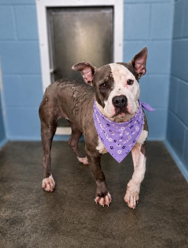 Enlarge Patches, a Adoptable mixed breed in Lafayette, LA image 1/1