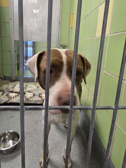 Enlarge Genevieve, a Adoptable mixed breed in Longview, TX image 1/2