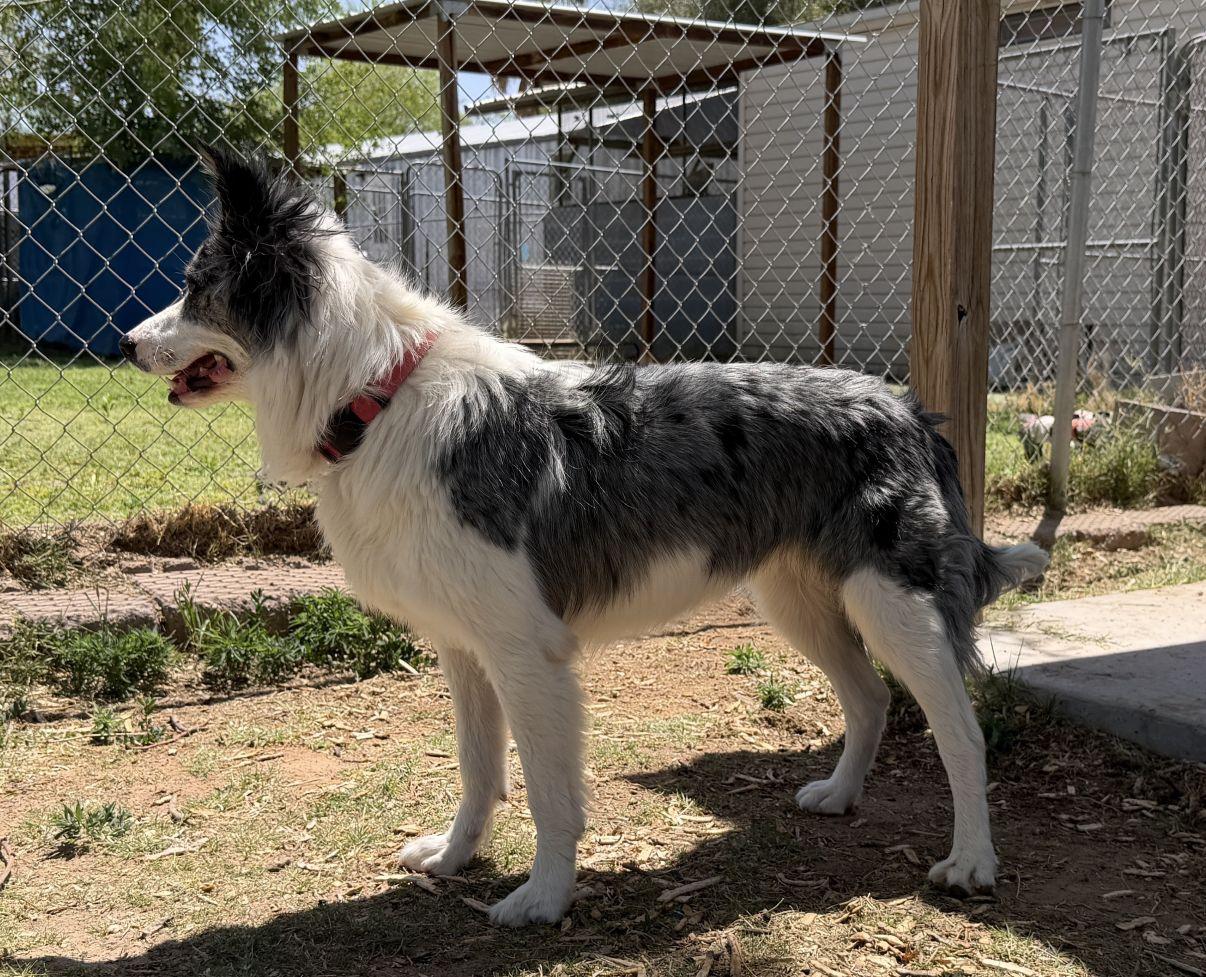 Sadie, a Adoptable Australian Shepherd in El Paso, TX image 4/6
