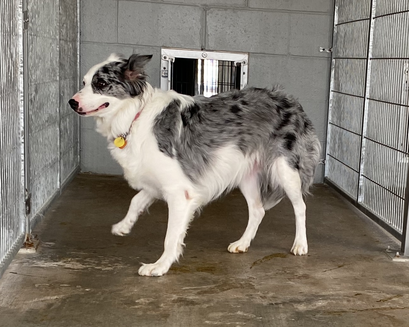 Sadie, a Adoptable Australian Shepherd in El Paso, TX image 3/6