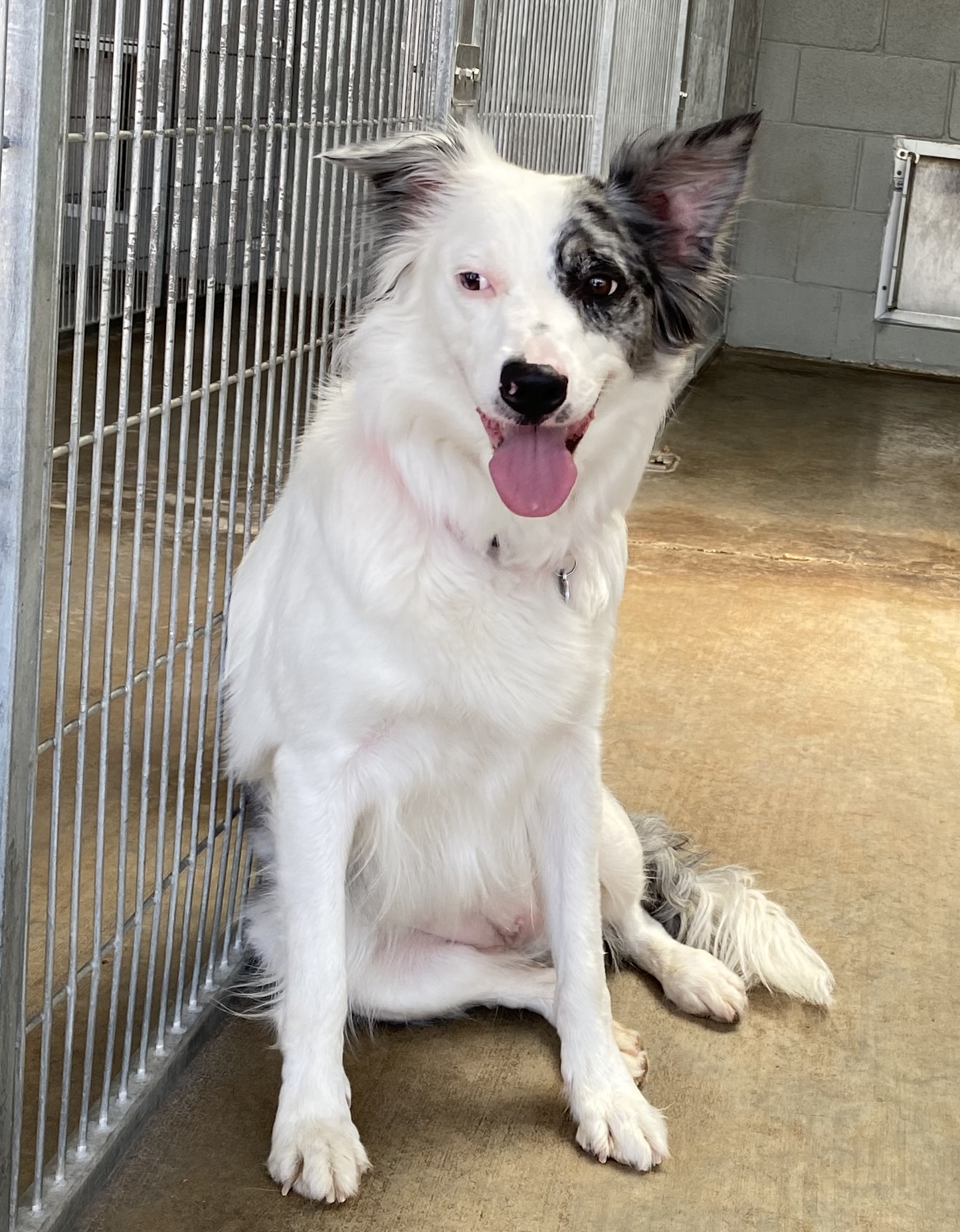 Sadie, a Adoptable Australian Shepherd in El Paso, TX image 6/6
