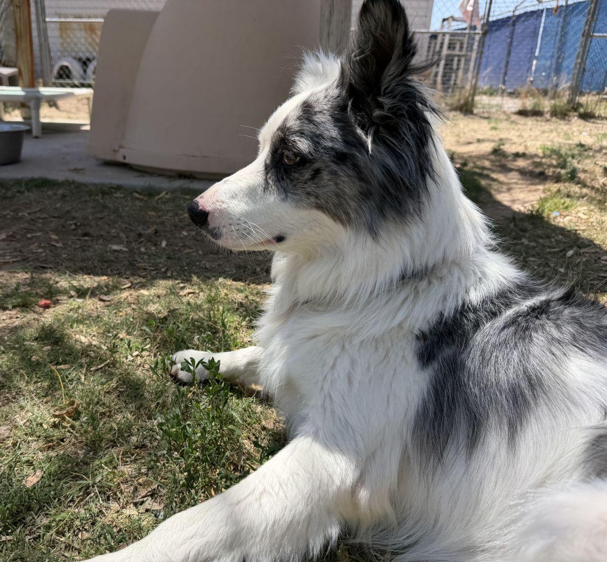 Sadie, a Adoptable Australian Shepherd in El Paso, TX image 2/6