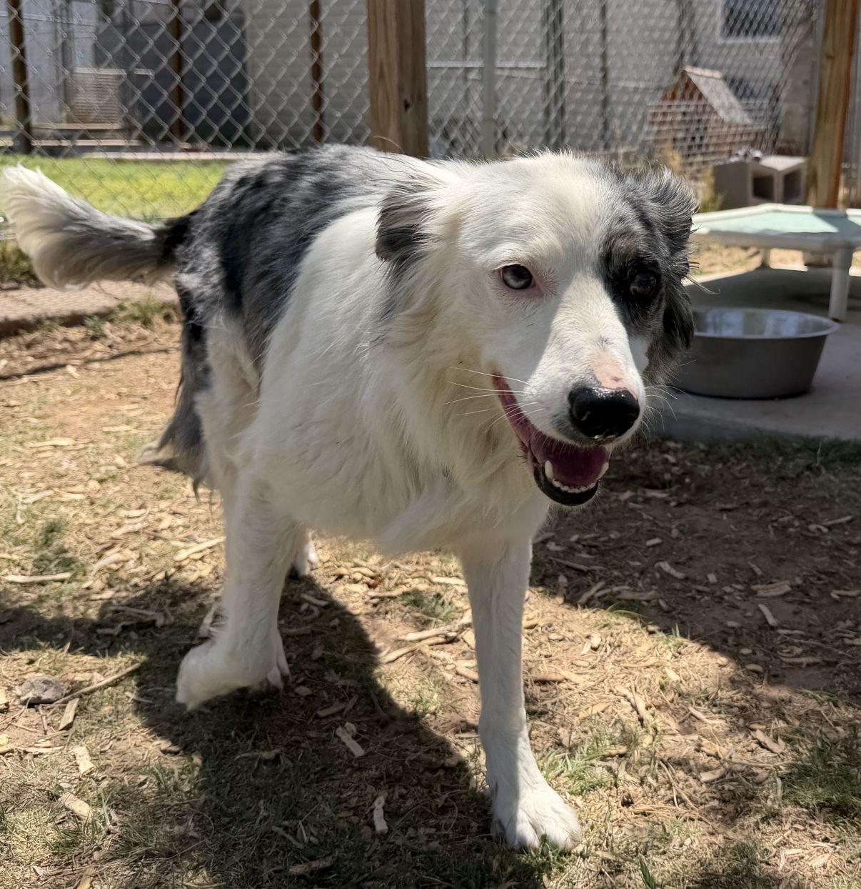 Sadie, a Adoptable Australian Shepherd in El Paso, TX image 5/6
