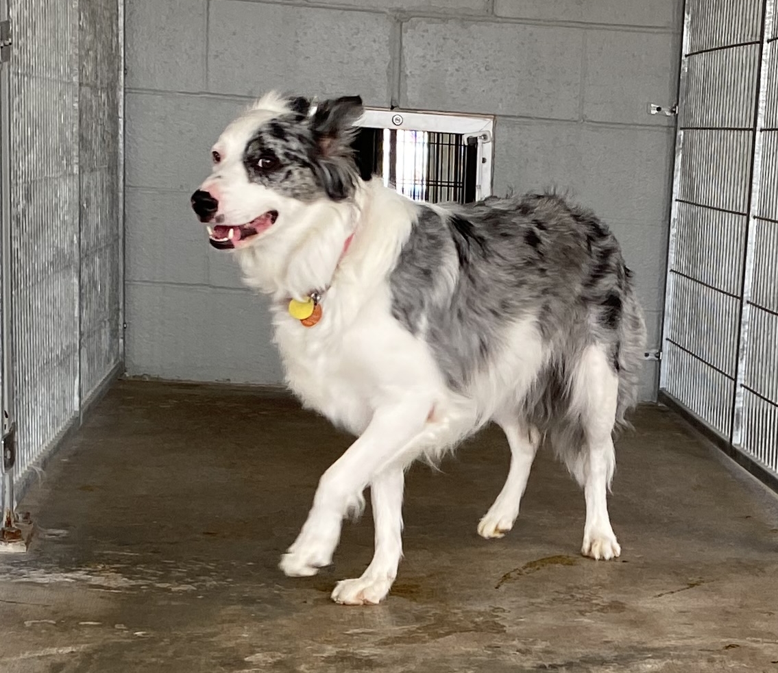 Sadie, a Adoptable Australian Shepherd in El Paso, TX image 5/6