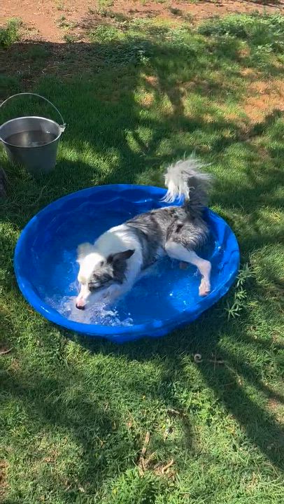 Enlarge Sadie, a Adoptable Australian Shepherd in El Paso, TX video 2/6