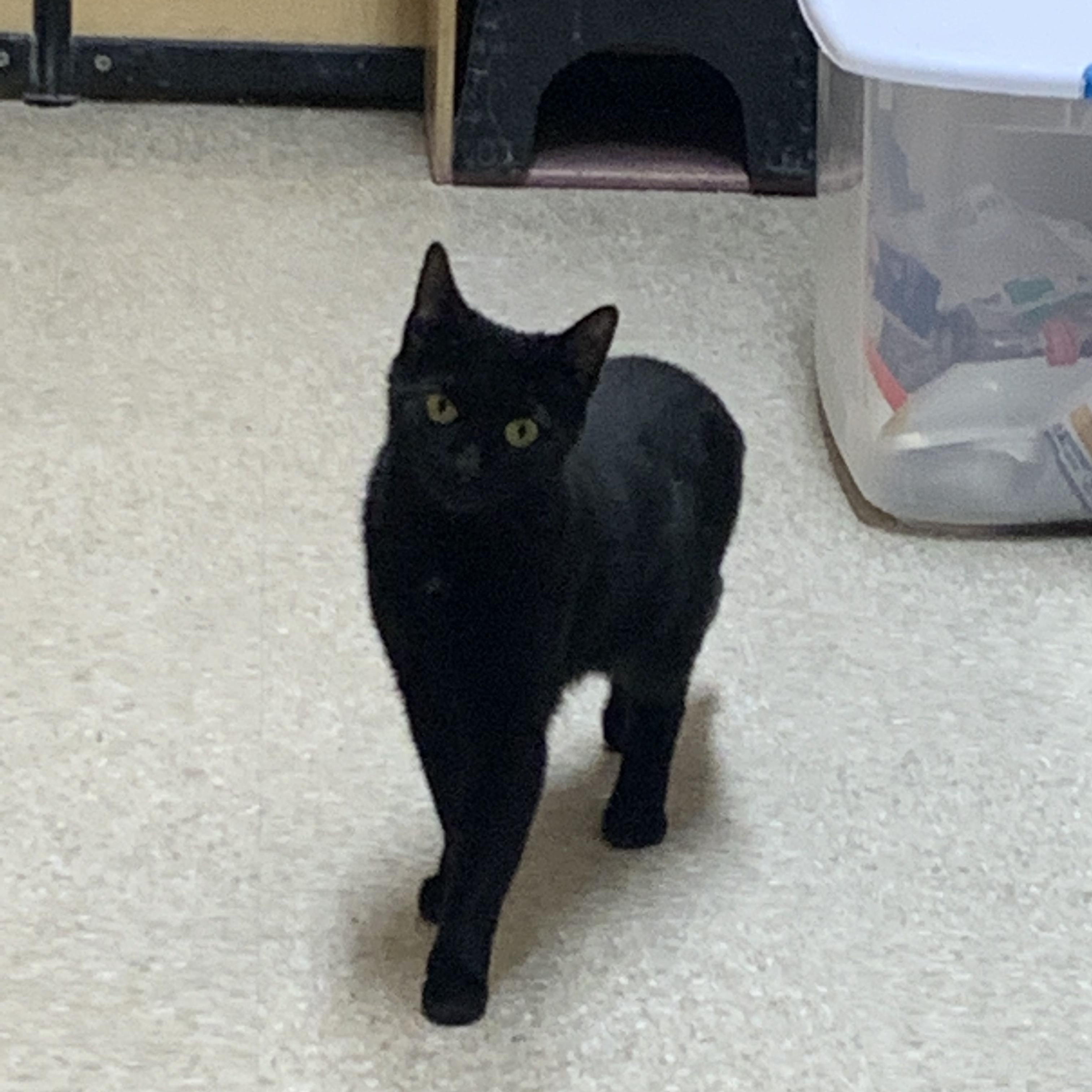 Enlarge Ebony, a ADOPTABLE Domestic Short Hair in Buffalo, NY image 2/3