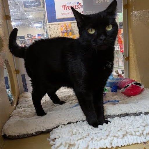 Enlarge Ebony, a ADOPTABLE Domestic Short Hair in Buffalo, NY image 1/3