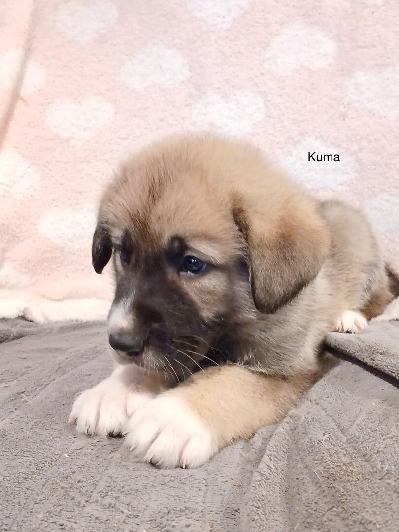 Enlarge Kuma, an adopted mixed breed in Rome, GA image 1/1