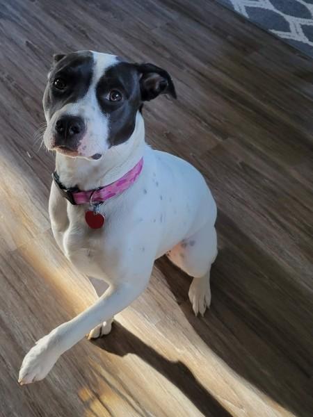 Daisy Duke, a ADOPTABLE mixed breed in Pocatello, ID image 1/5