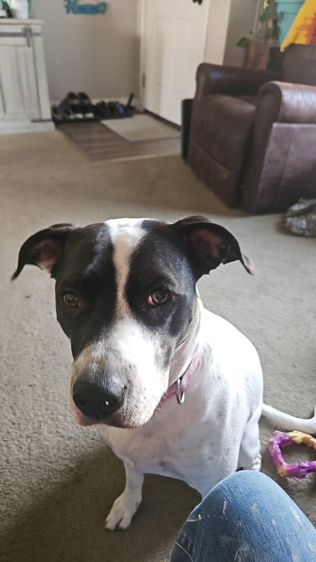 Daisy Duke, a ADOPTABLE mixed breed in Pocatello, ID image 2/5