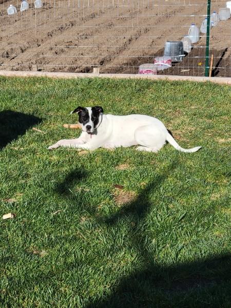 Daisy Duke, a ADOPTABLE mixed breed in Pocatello, ID image 5/5