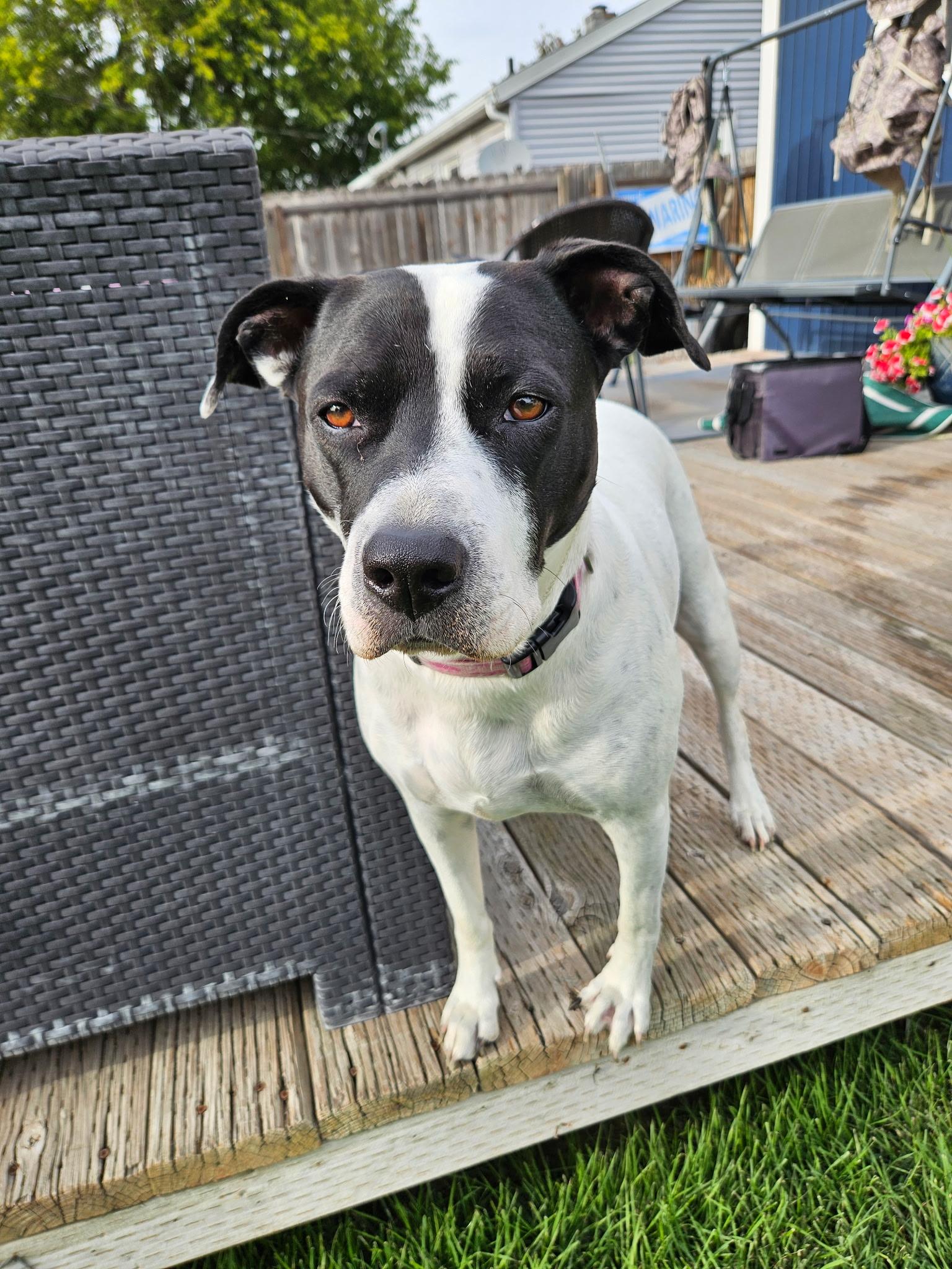Daisy Duke, ADOPTABLE, Adult Female Labrador Retriever & Pit Bull Terrier.