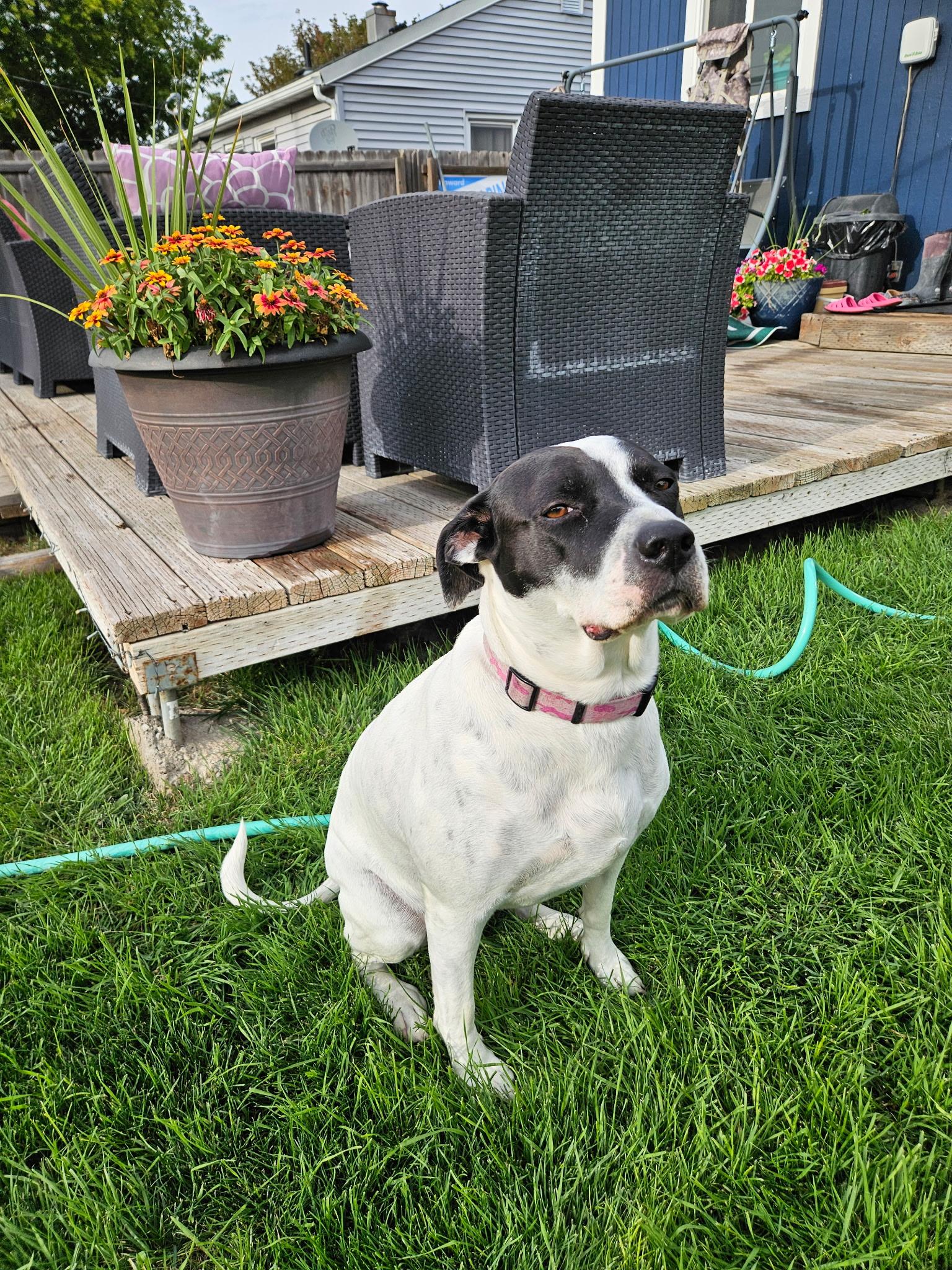 Enlarge Daisy Duke, a ADOPTABLE mixed breed in Pocatello, ID image 6/6