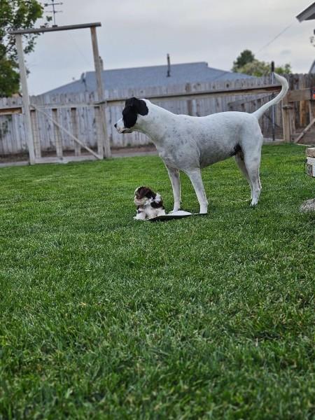 Daisy Duke, a ADOPTABLE mixed breed in Pocatello, ID image 3/5