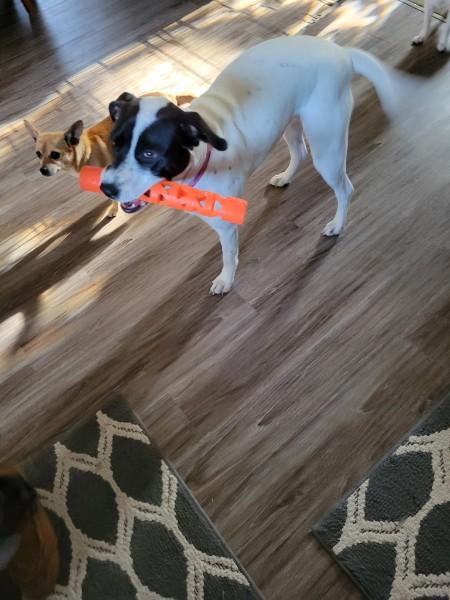 Daisy Duke, a ADOPTABLE mixed breed in Pocatello, ID image 4/5