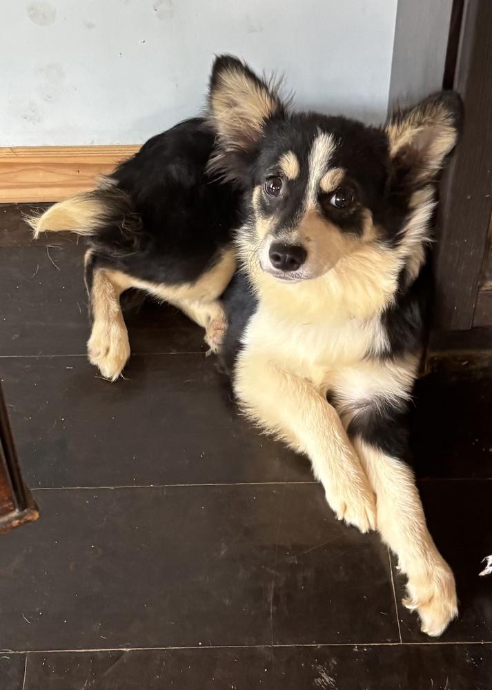 Valerie, Adoptable, Puppy Female Chihuahua & Corgi.