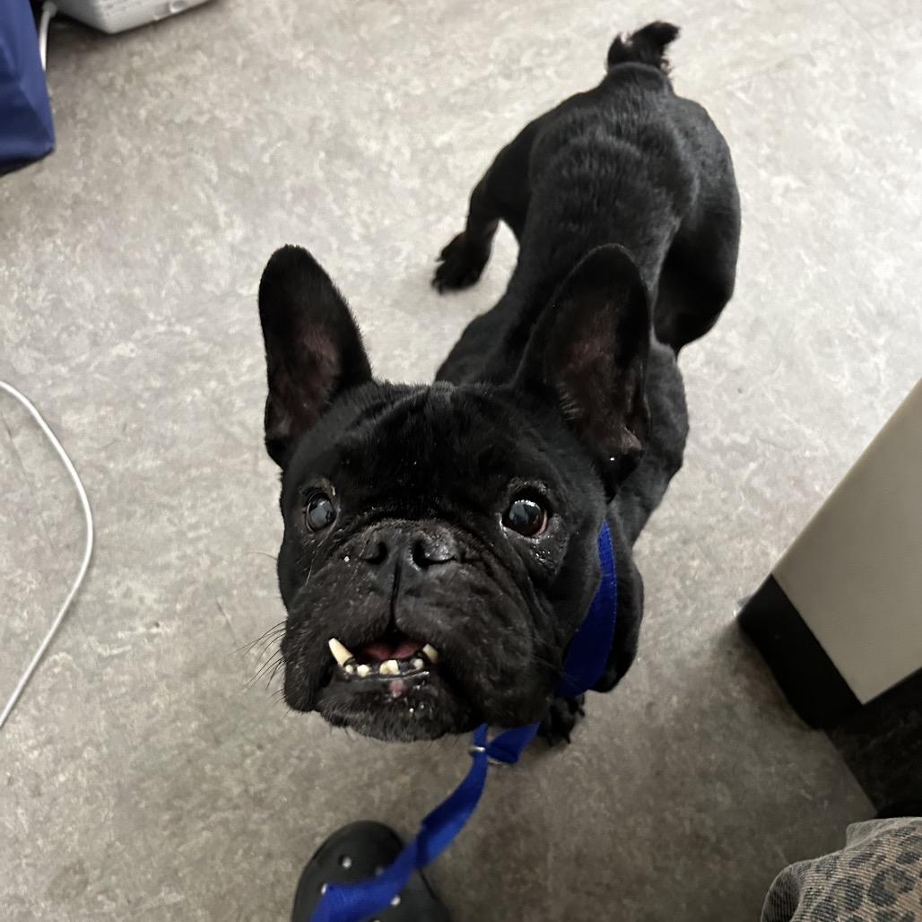 Betty, Adoptable, Senior Female French Bulldog.