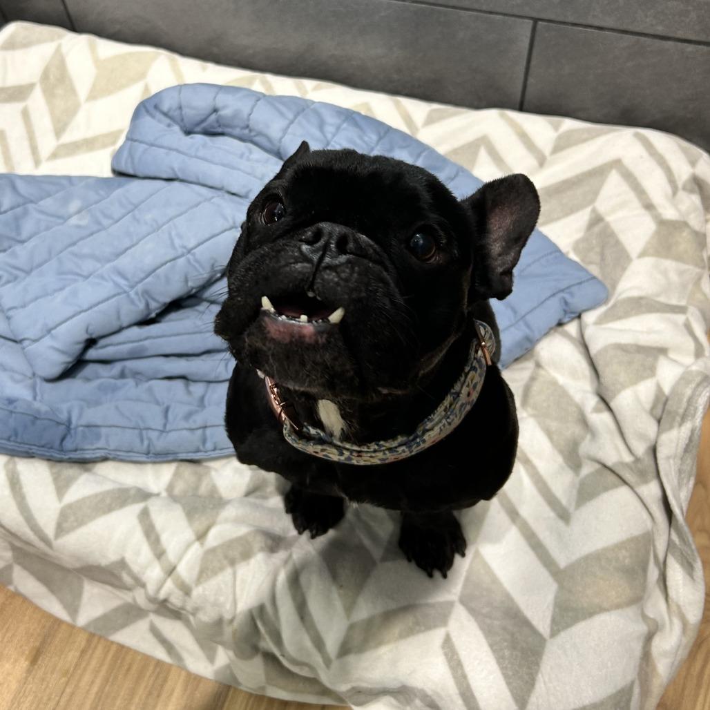 Enlarge Betty, a Adoptable French Bulldog in Philadelphia, PA image 2/2