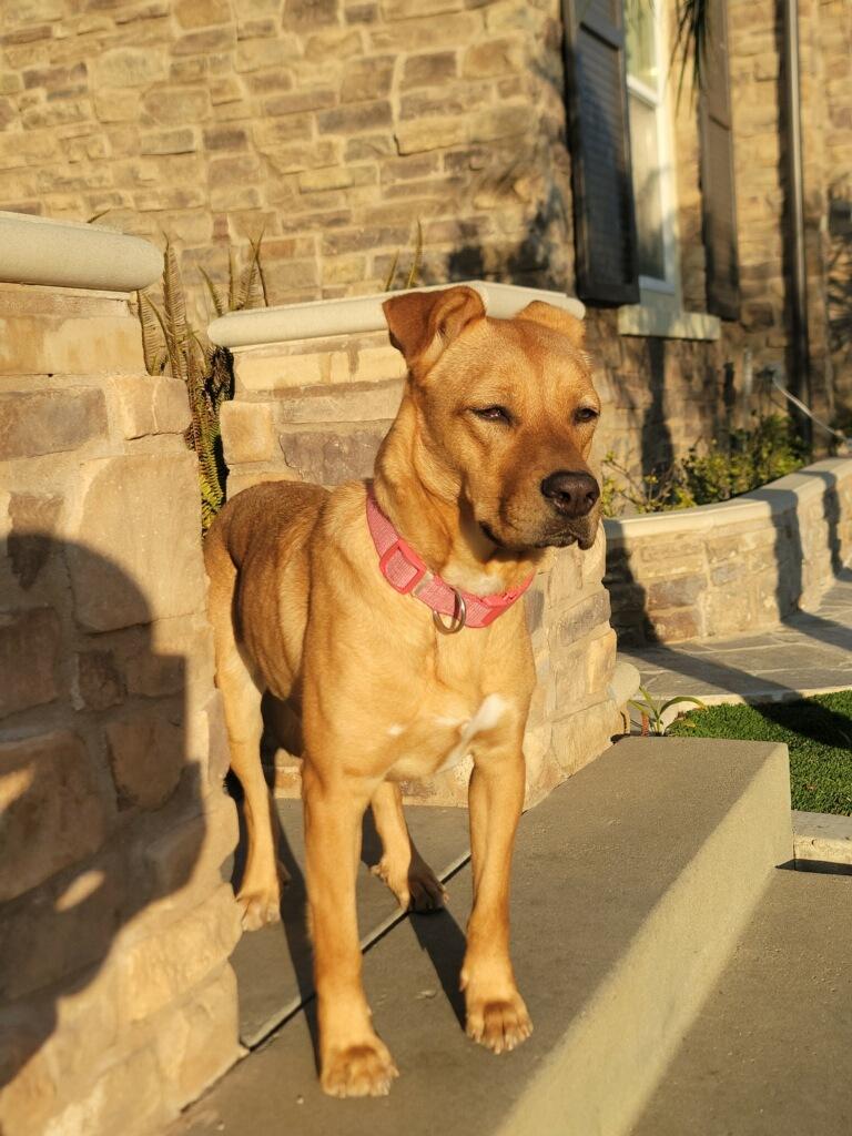 Enlarge Mindy, a Adoptable mixed breed in Huntington Beach, CA image 2/4