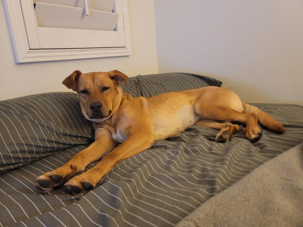 Enlarge Mindy, a Adoptable mixed breed in Huntington Beach, CA image 3/4