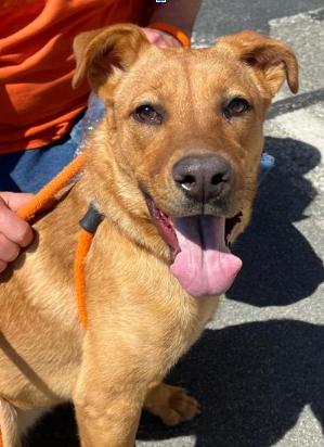 Enlarge Mindy, a Adoptable mixed breed in Huntington Beach, CA image 1/2