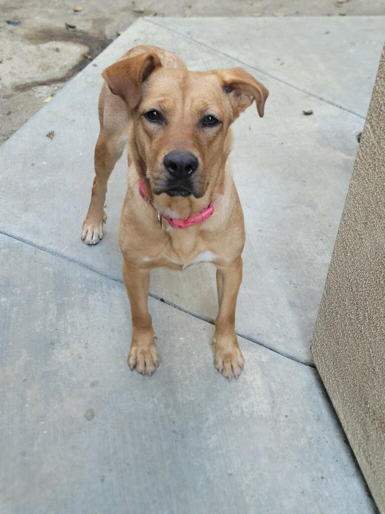 Enlarge Mindy, a Adoptable mixed breed in Huntington Beach, CA image 4/4