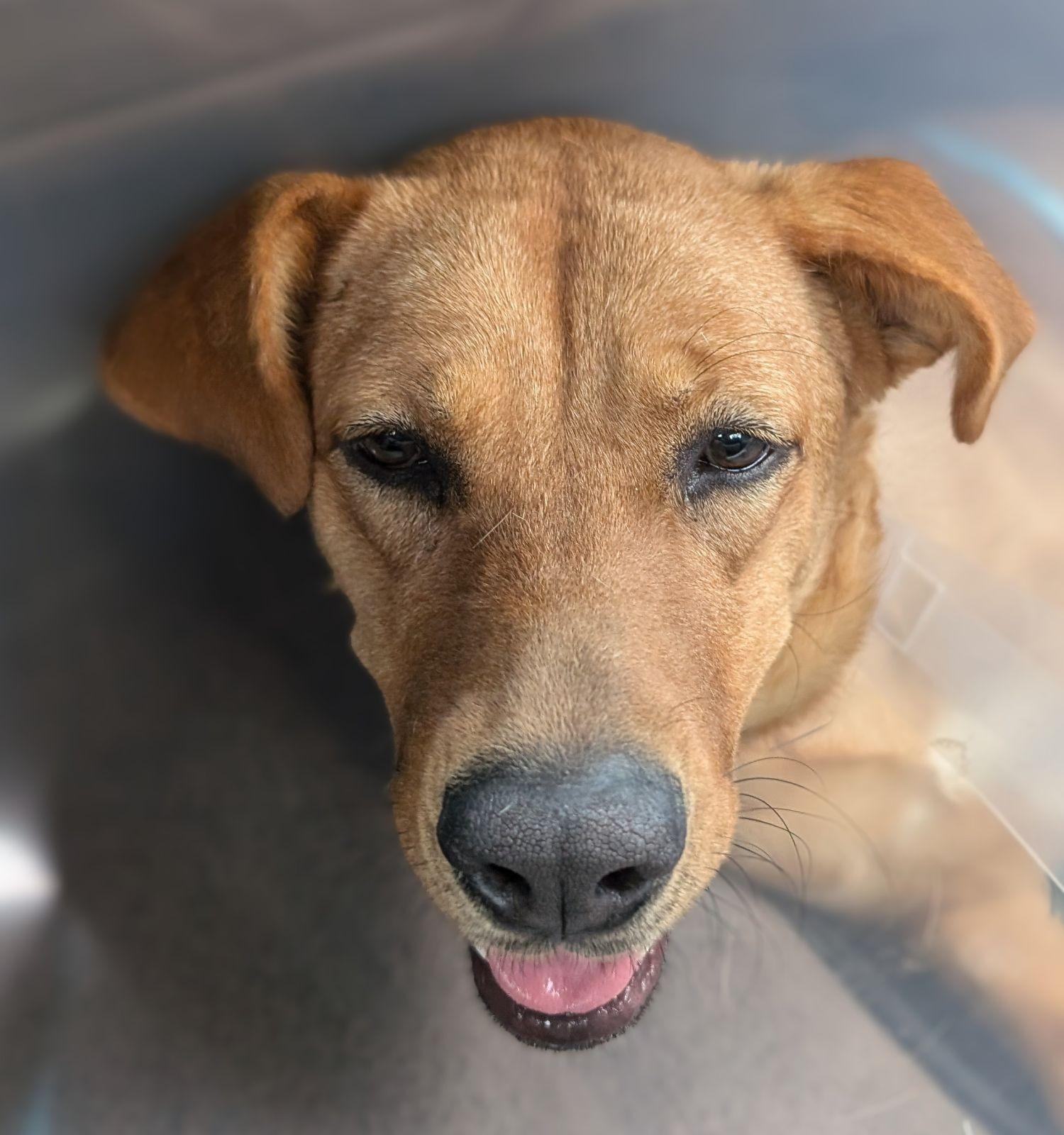 Enlarge Mindy, a Adoptable mixed breed in Huntington Beach, CA image 2/2