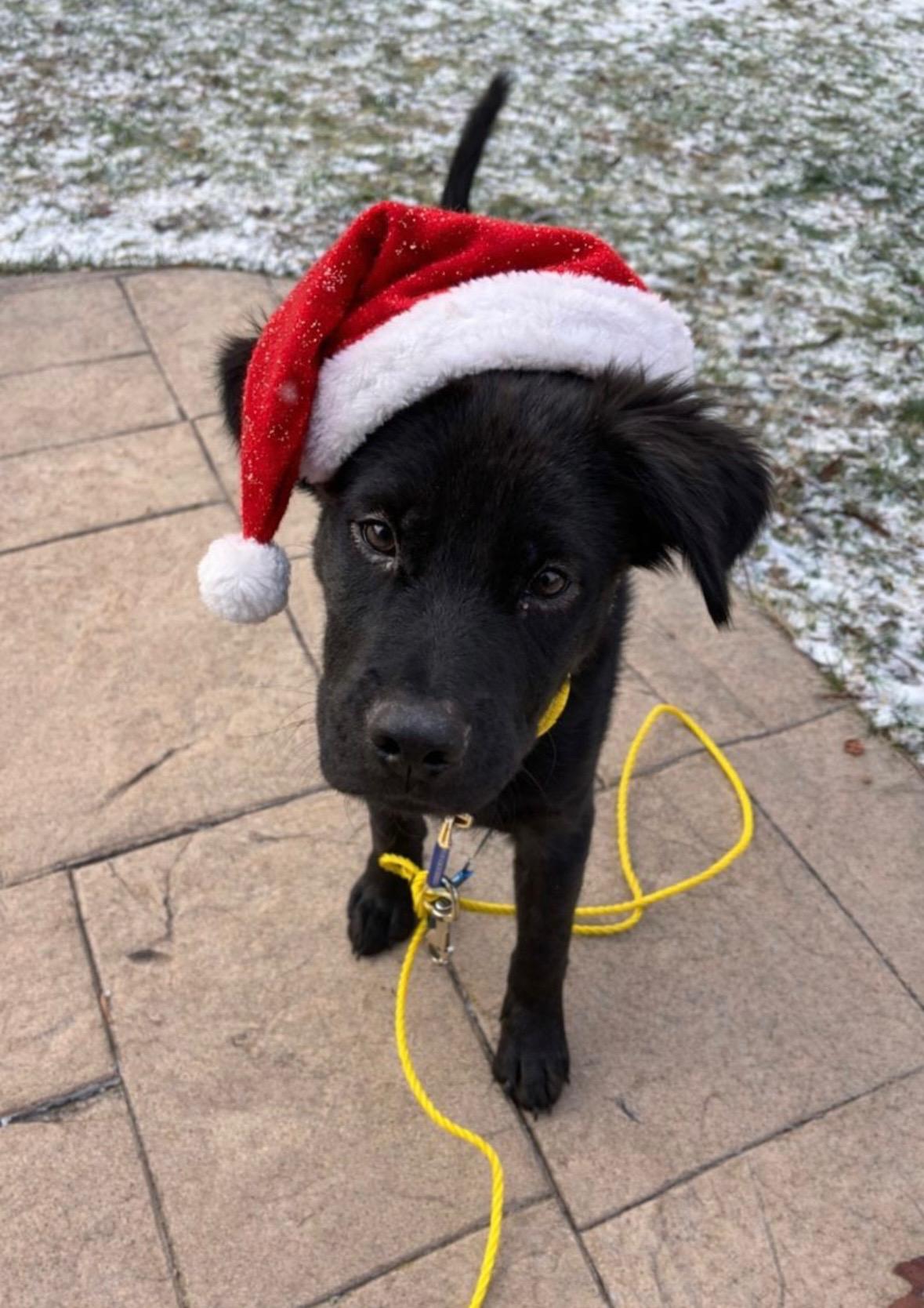 Enlarge Mac, an adopted Mixed Breed in Seville, OH image 6/6