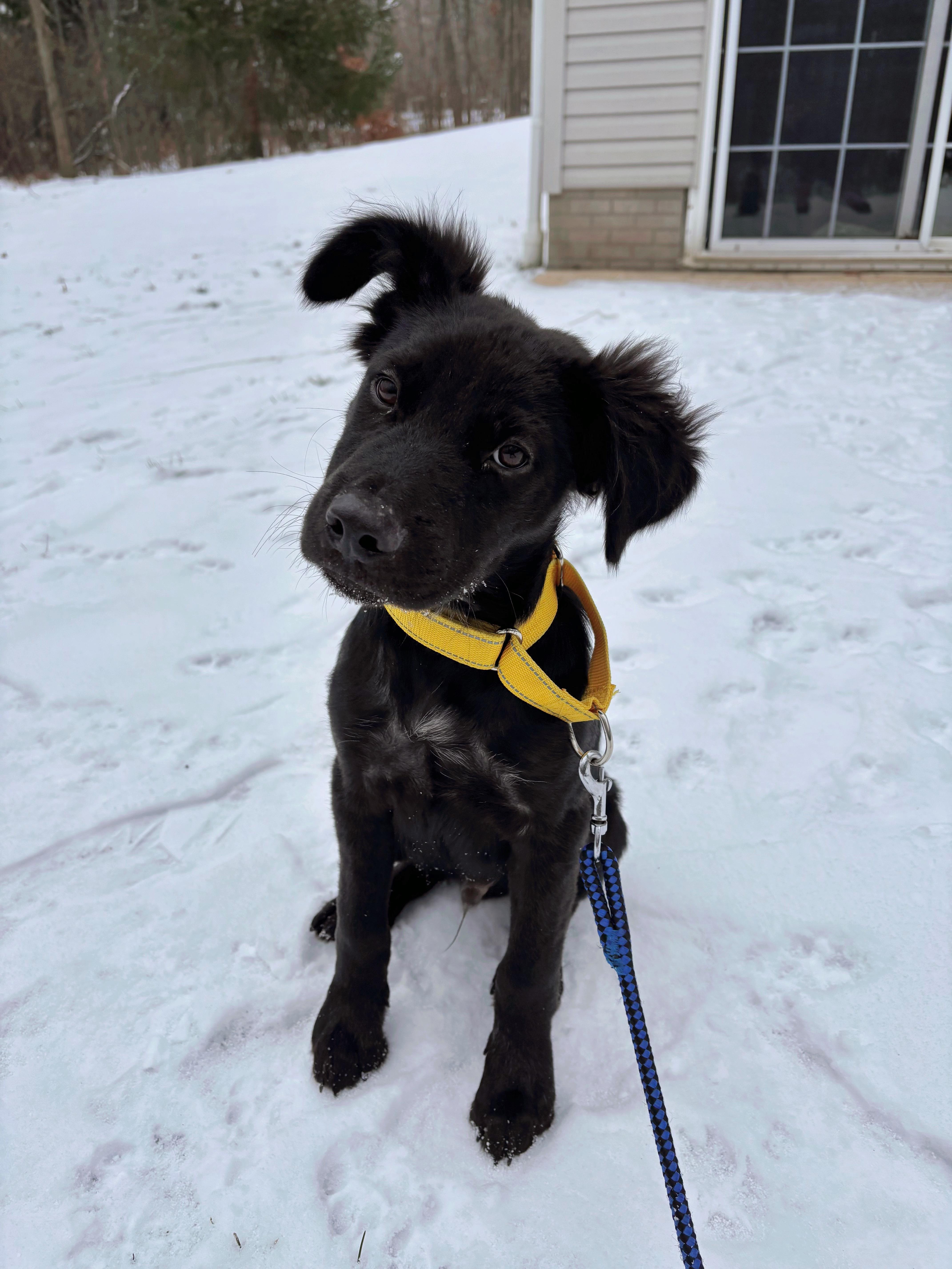 Mac, adopted, Puppy Male Mixed Breed.