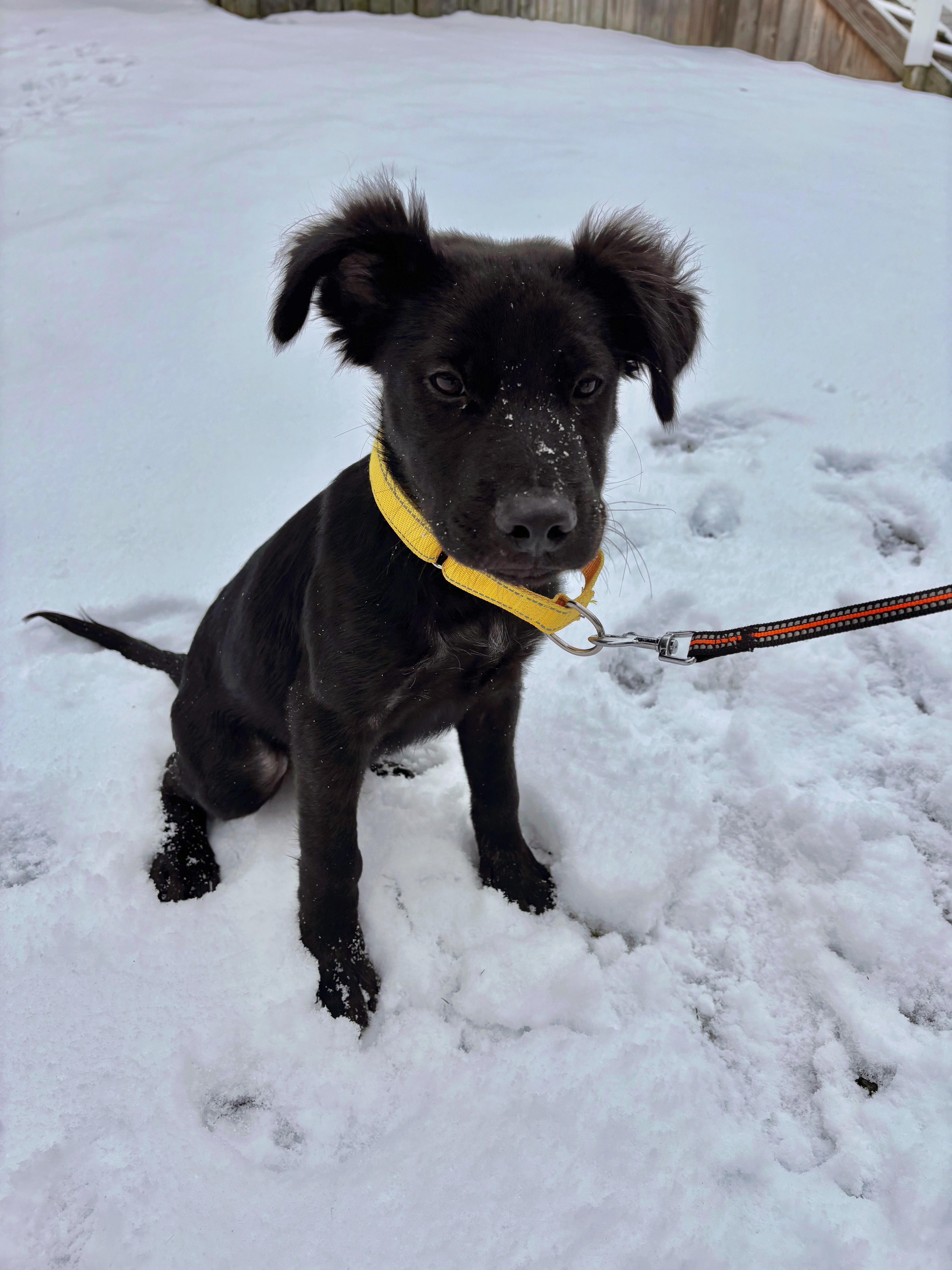 Enlarge Mac, an adopted Mixed Breed in Seville, OH image 4/6