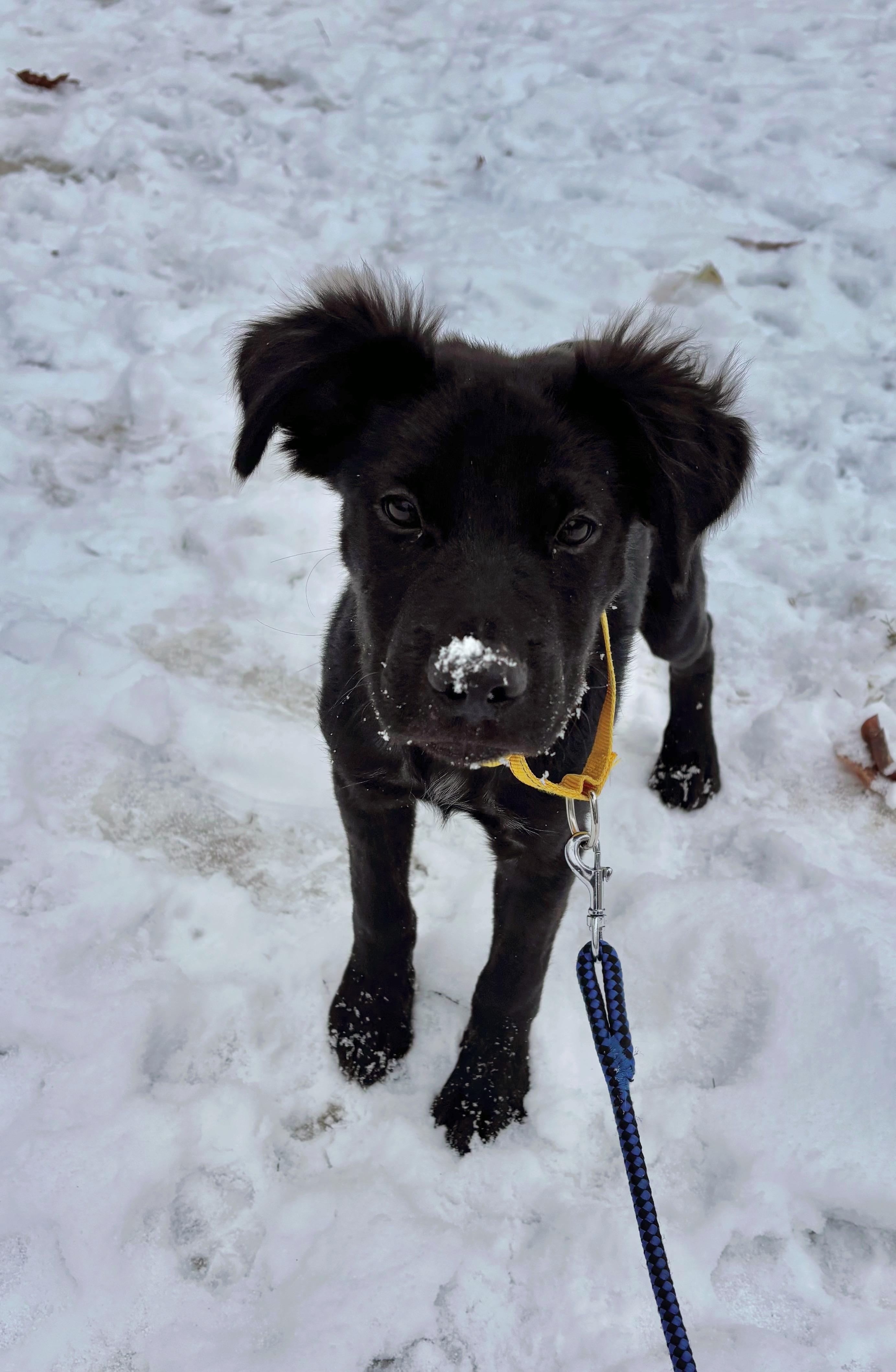 Enlarge Mac, an adopted Mixed Breed in Seville, OH image 5/6