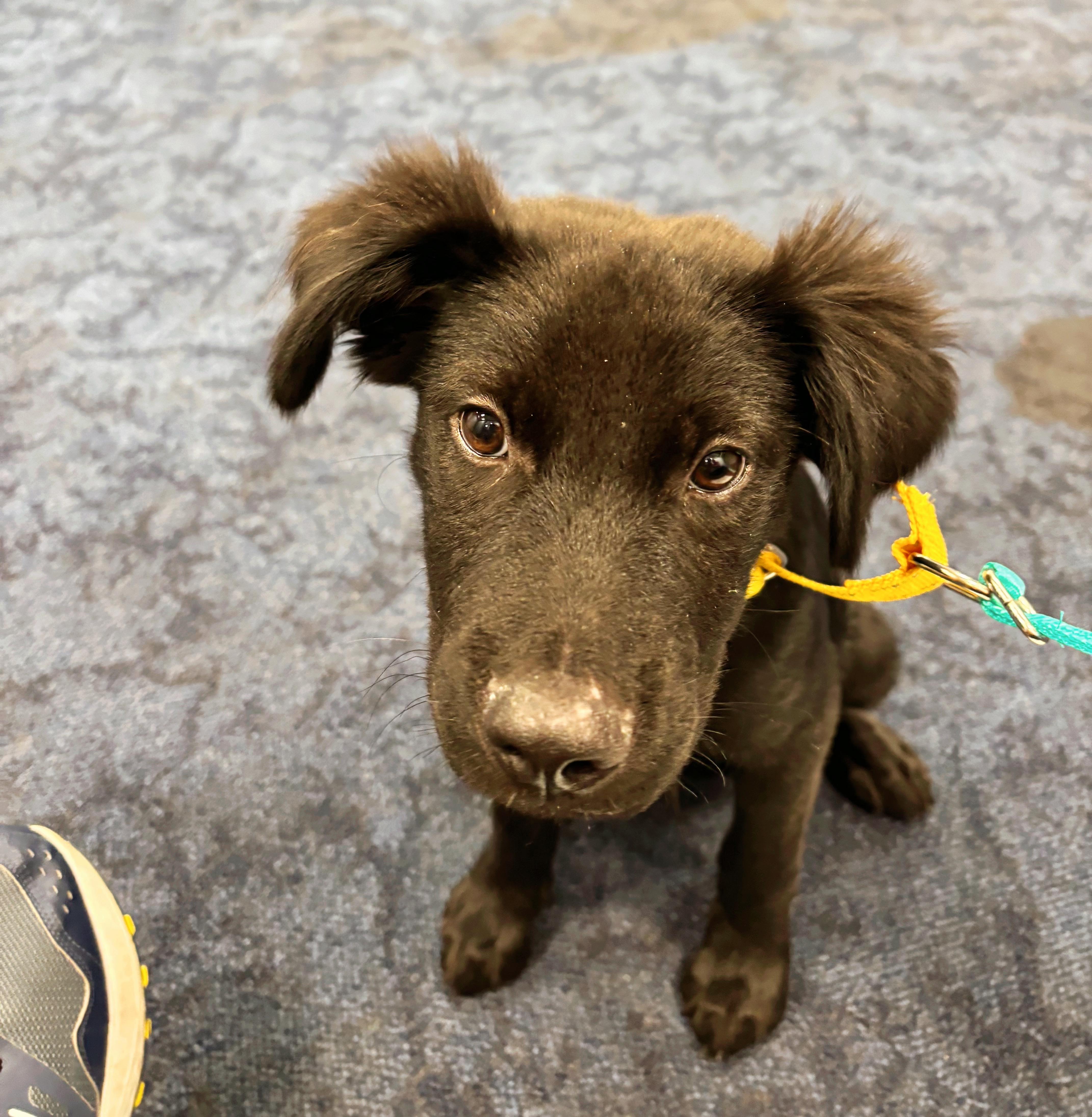 Enlarge Mac, an adopted Mixed Breed in Seville, OH image 3/6