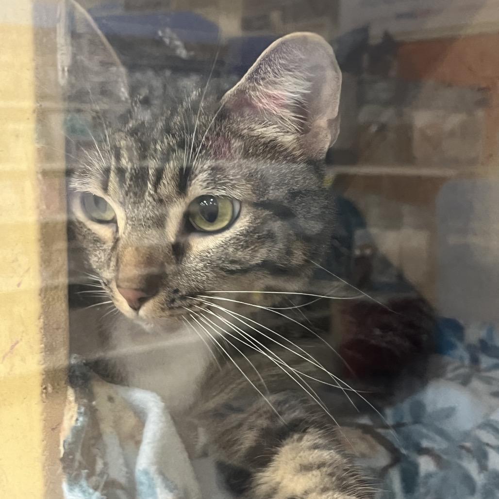Cleo, Adoptable, Adult Female Domestic Short Hair.