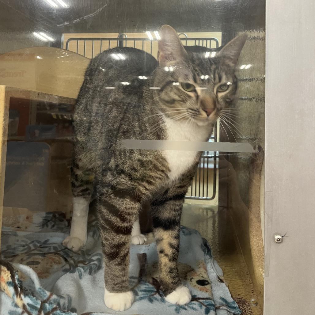 Enlarge Cleo, a Adoptable Domestic Short Hair in Newcastle, OK image 2/2