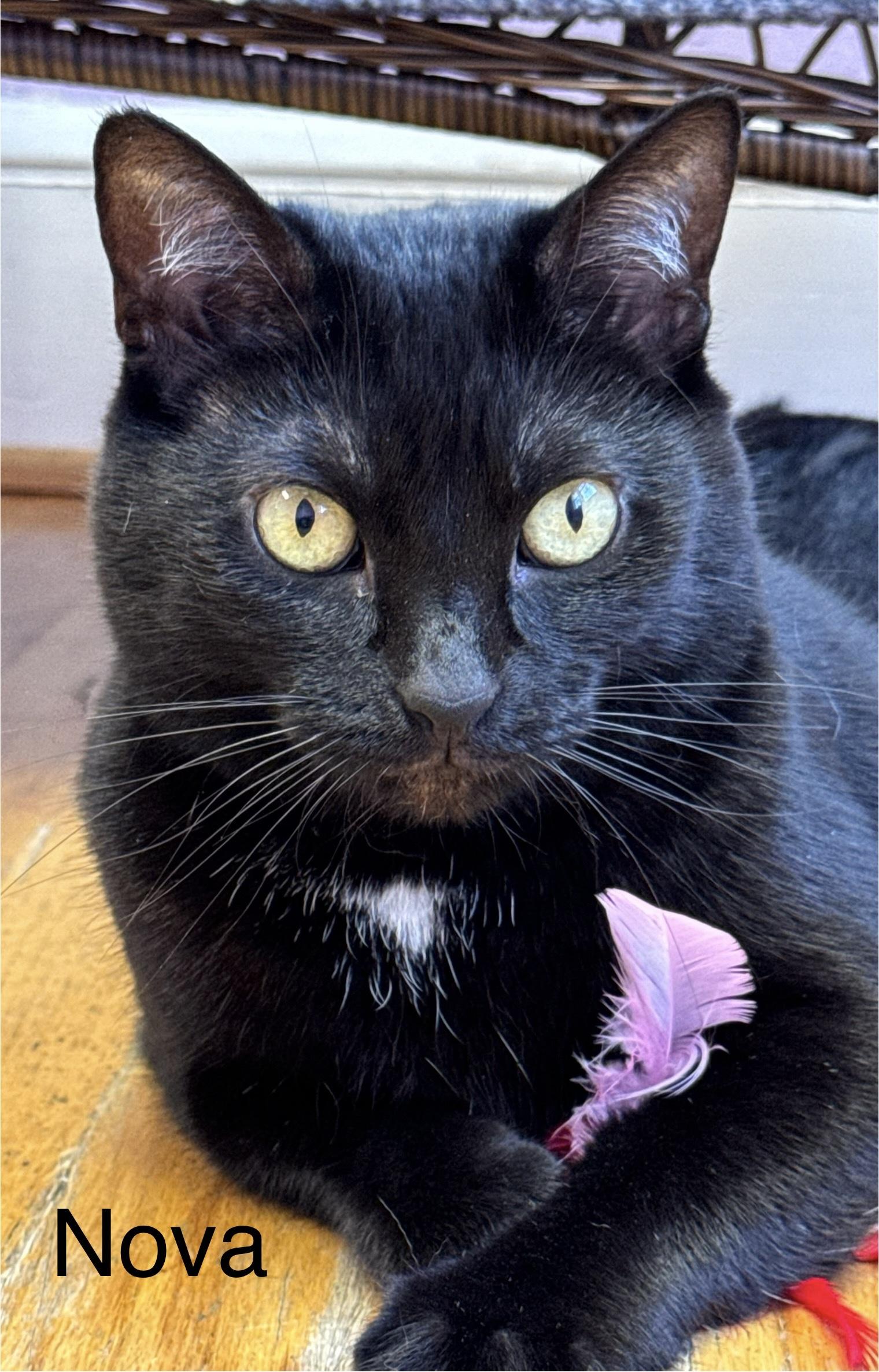 Enlarge NOVA - Female Black Adult Cat - FIV+, a Adoptable Domestic Short Hair in Monroe, NC image 1/6