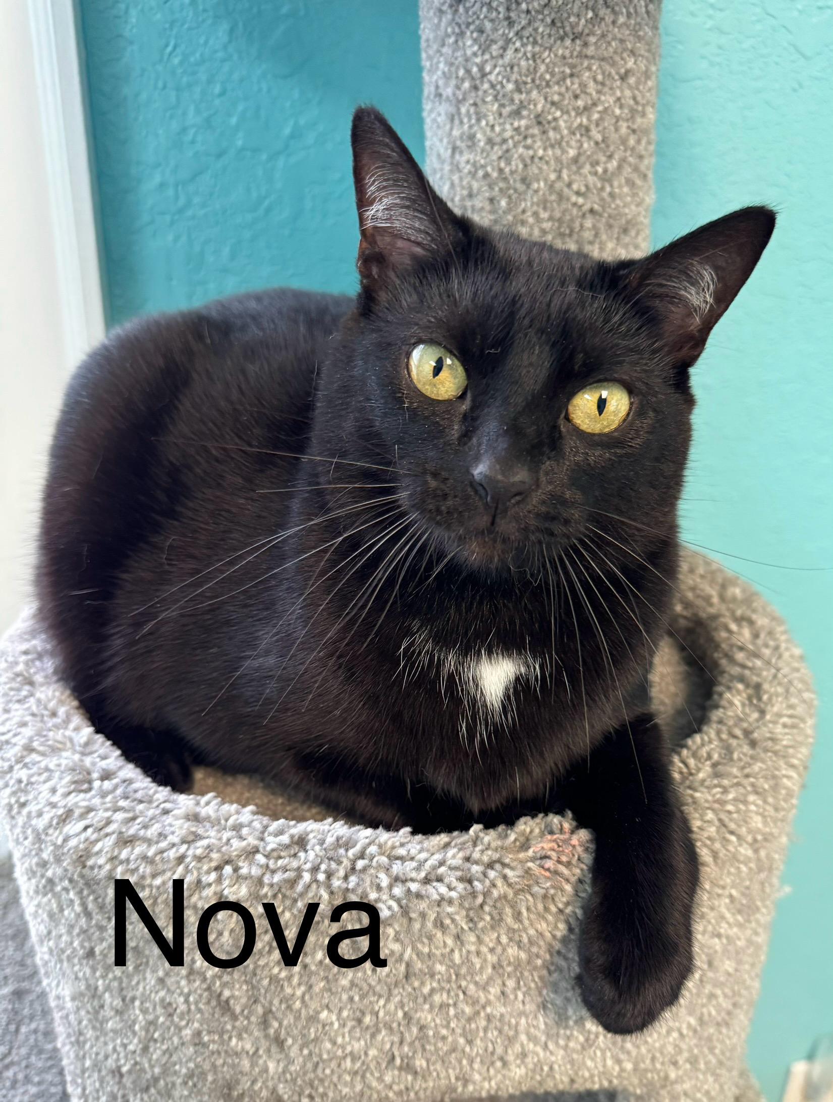 NOVA - Female Black Adult Cat - FIV+, Adoptable, Adult Female Domestic Short Hair.