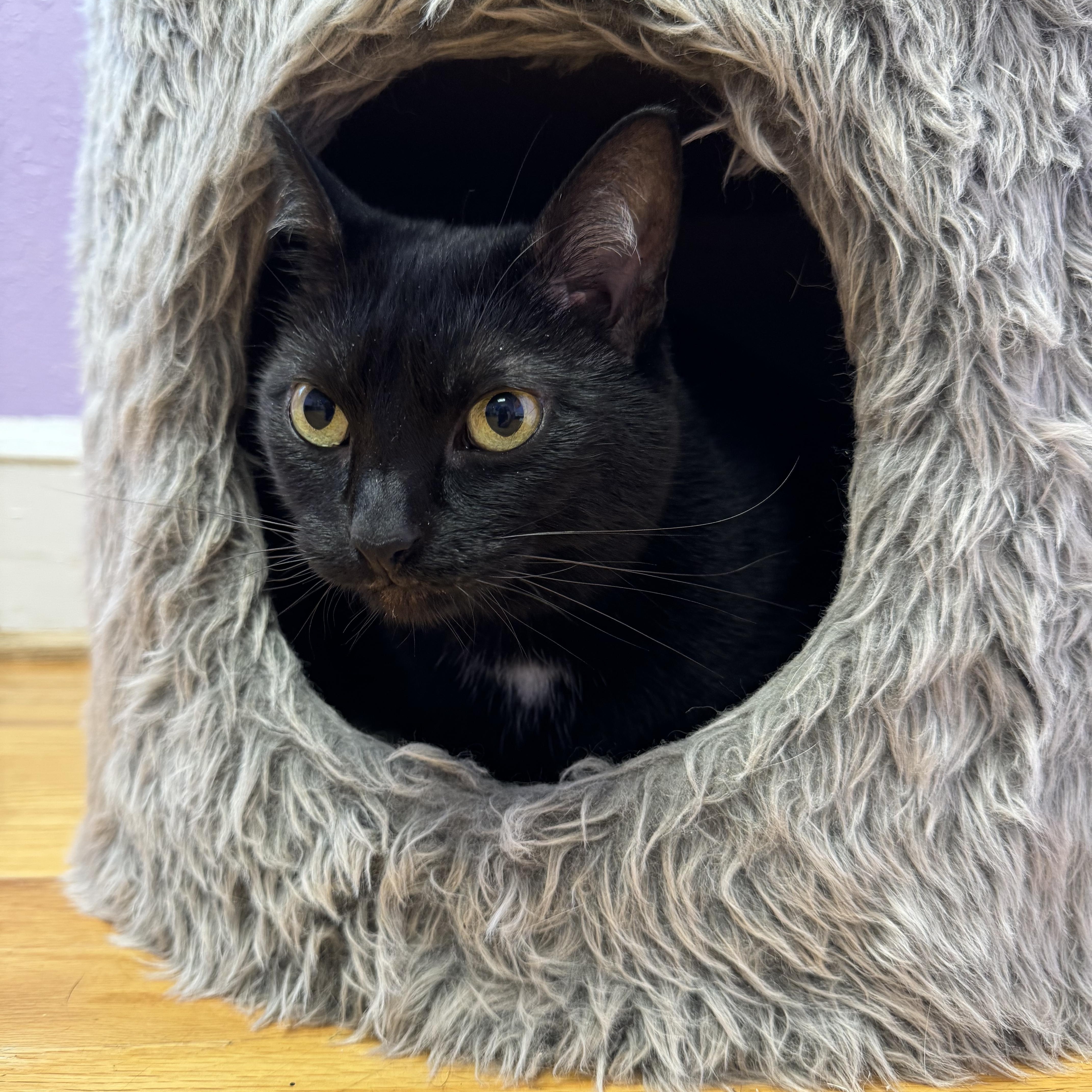 Enlarge NOVA - Female Black Adult Cat - FIV+, a Adoptable Domestic Short Hair in Monroe, NC image 3/6