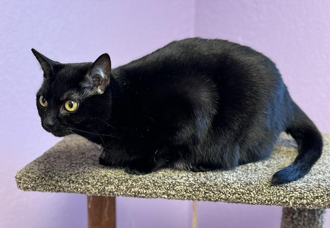 Enlarge NOVA - Female Black Adult Cat - FIV+, a Adoptable Domestic Short Hair in Monroe, NC image 6/6
