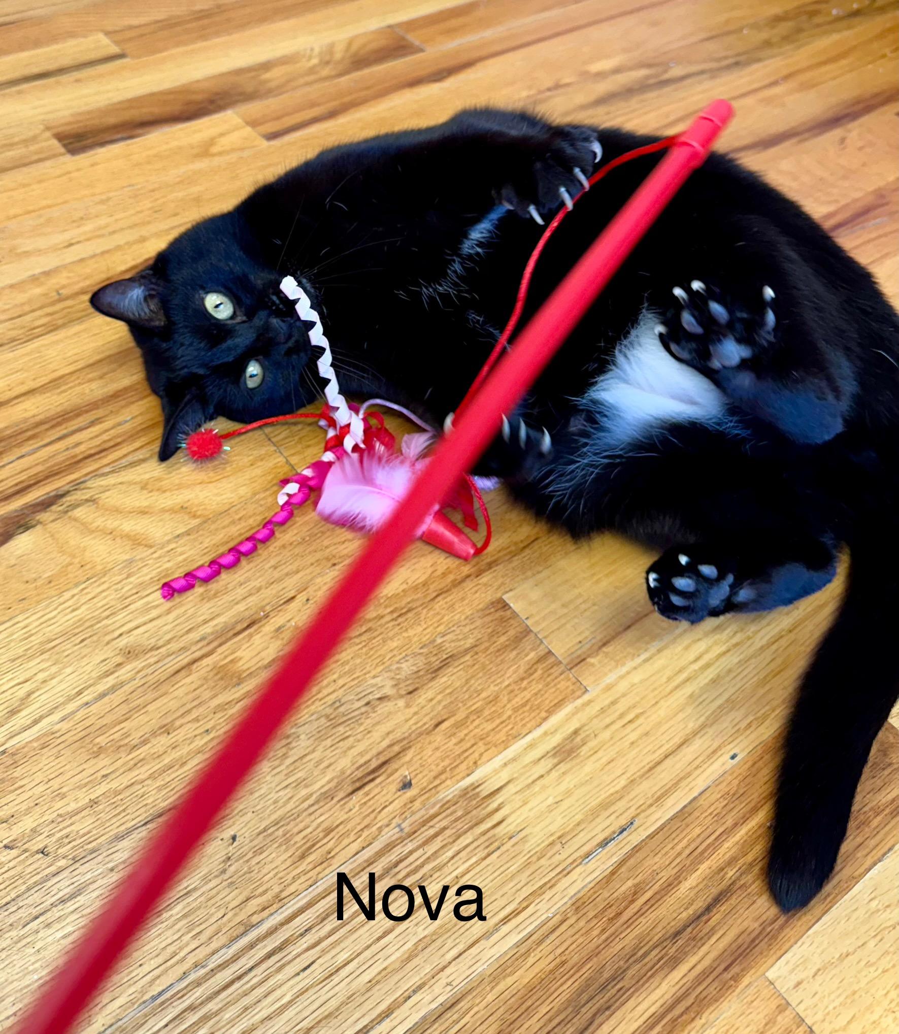 Enlarge NOVA - Female Black Adult Cat - FIV+, a Adoptable Domestic Short Hair in Monroe, NC image 2/6