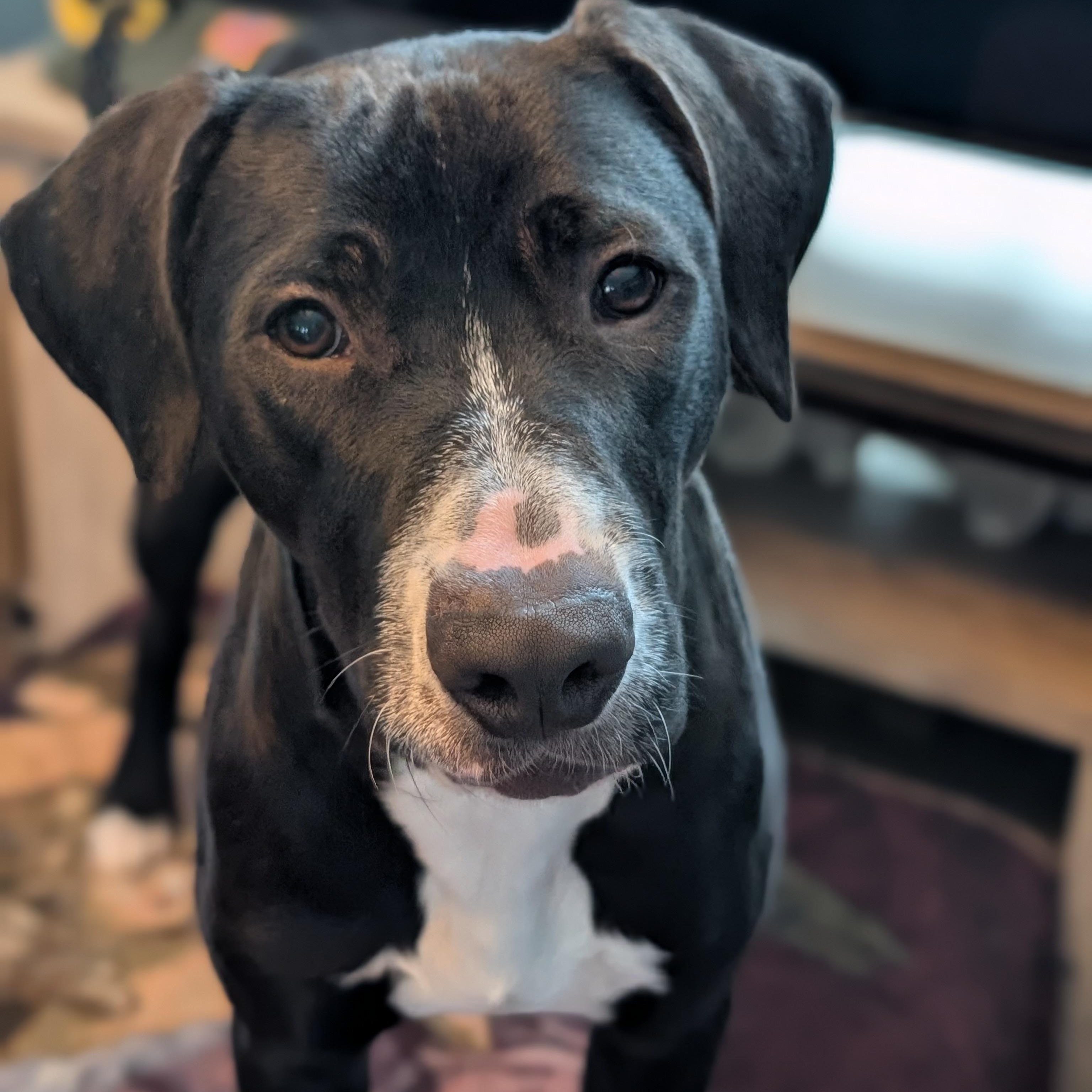 Enlarge Willa, an adoptable mixed breed in Cumberland, RI image 6/6