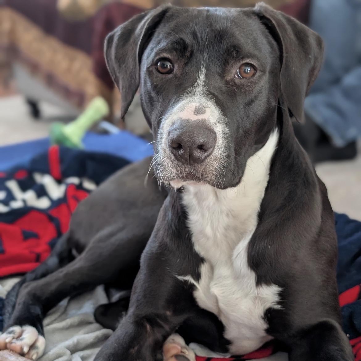 Enlarge Willa, an adoptable mixed breed in Cumberland, RI image 5/6