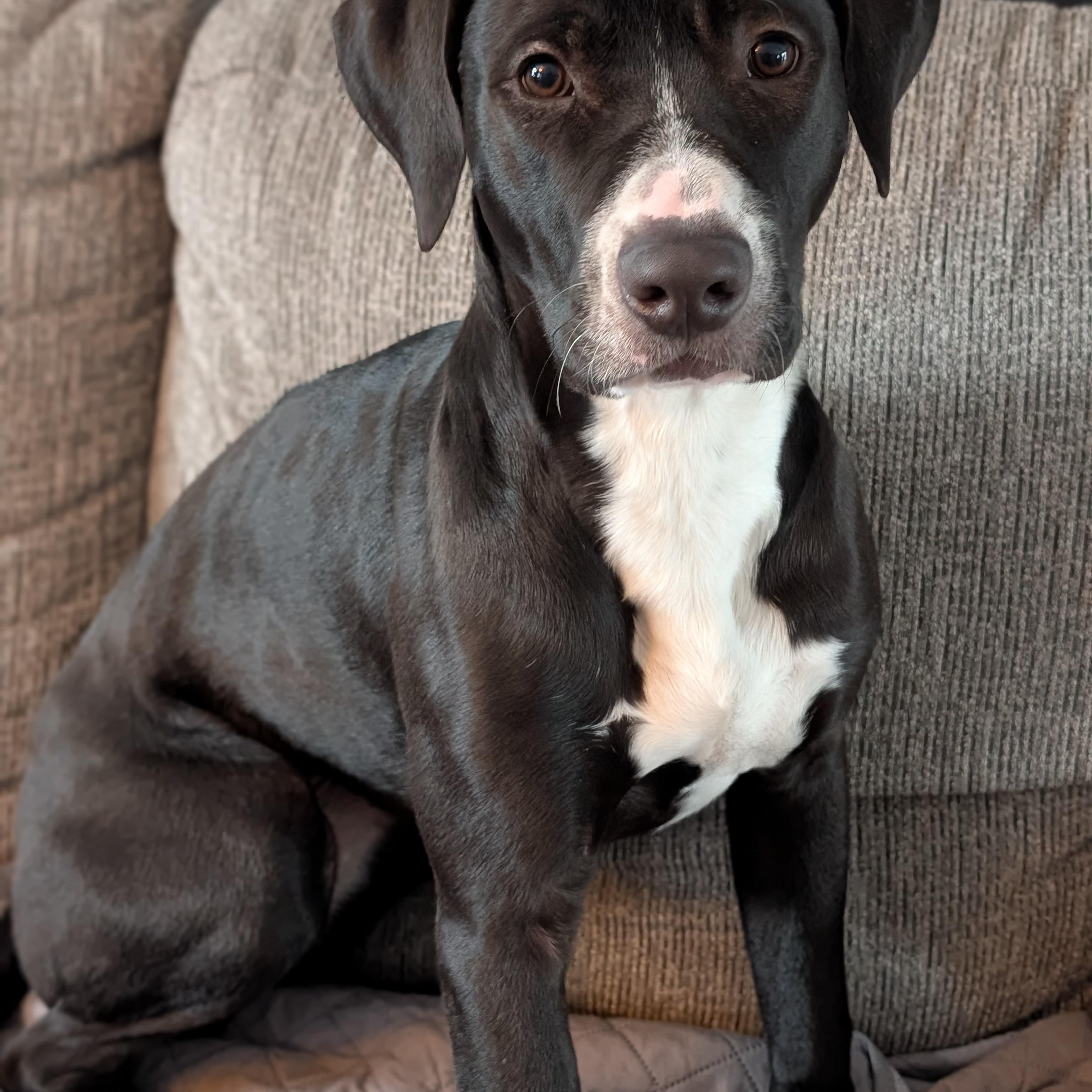 Enlarge Willa, an adoptable mixed breed in Cumberland, RI image 4/6