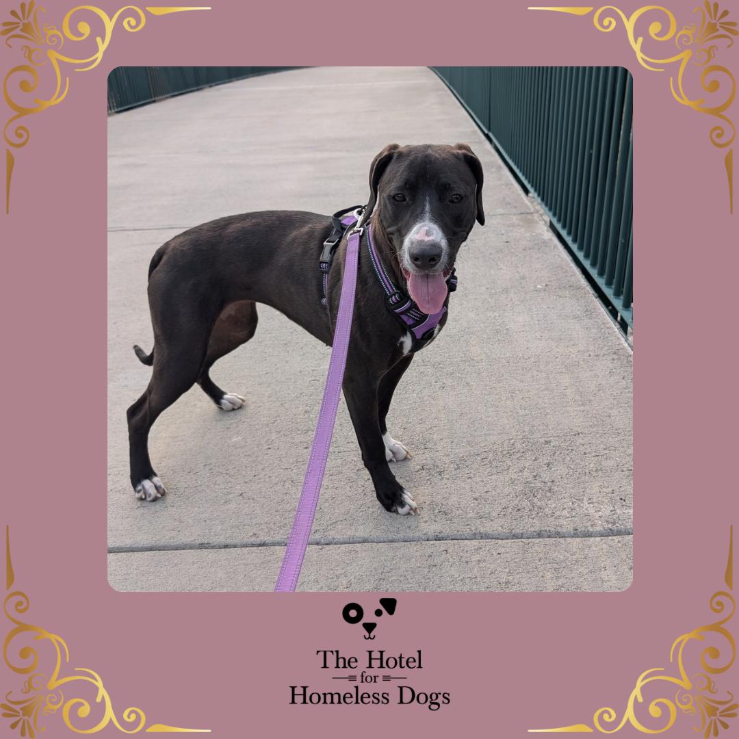 Willa, adoptable, Young Female Labrador Retriever & Terrier.