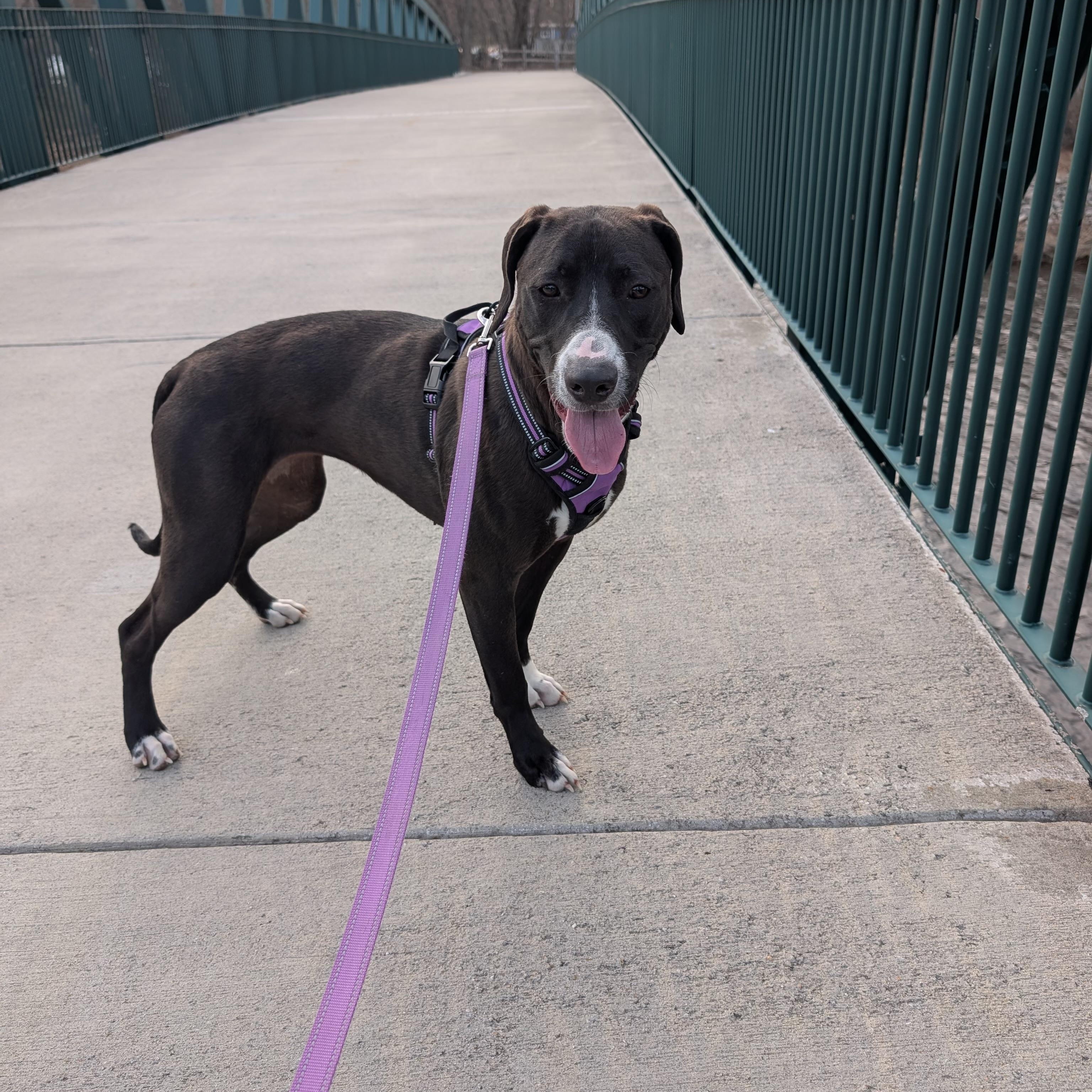 Enlarge Willa, an adoptable mixed breed in Cumberland, RI image 2/6