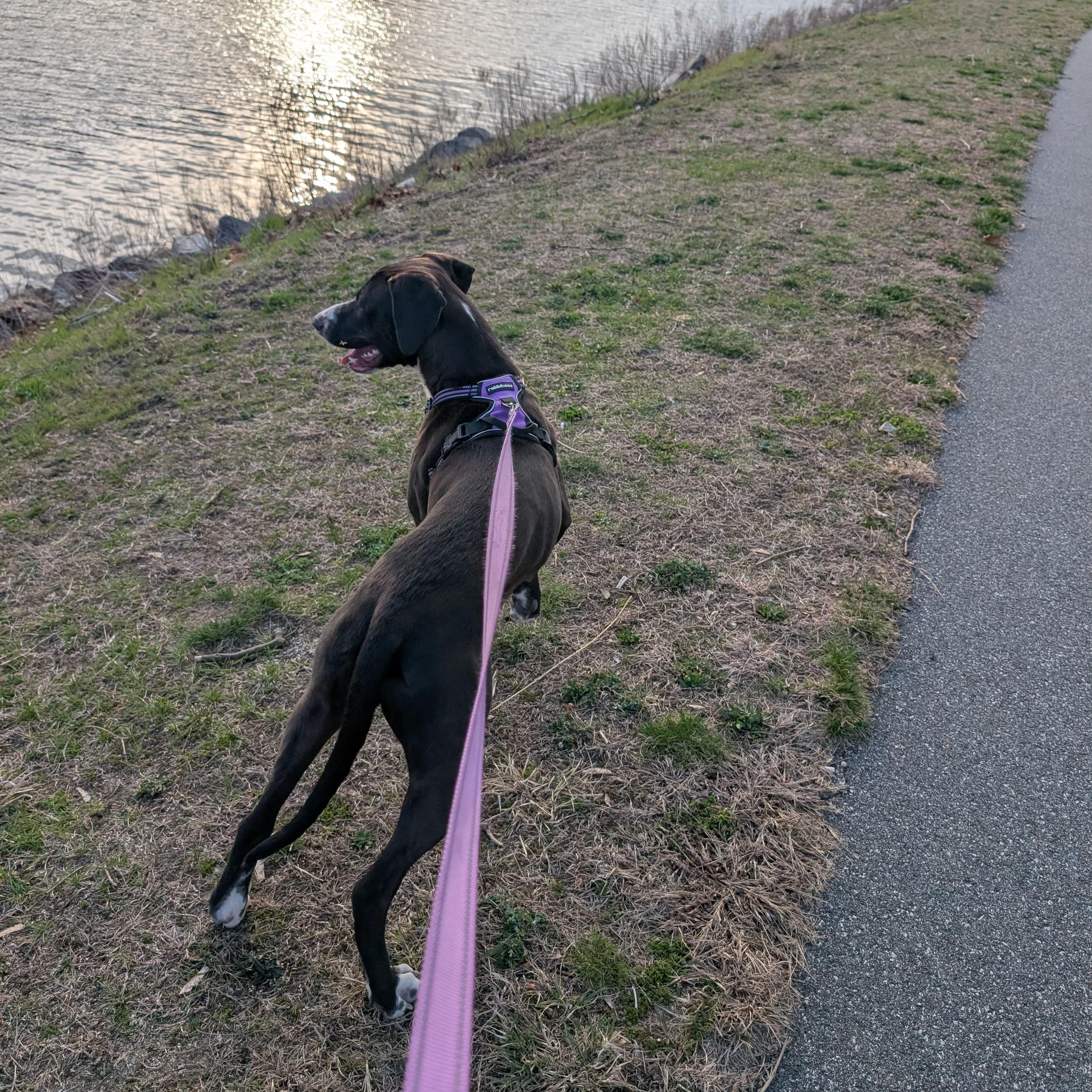 Enlarge Willa, an adoptable mixed breed in Cumberland, RI image 3/6